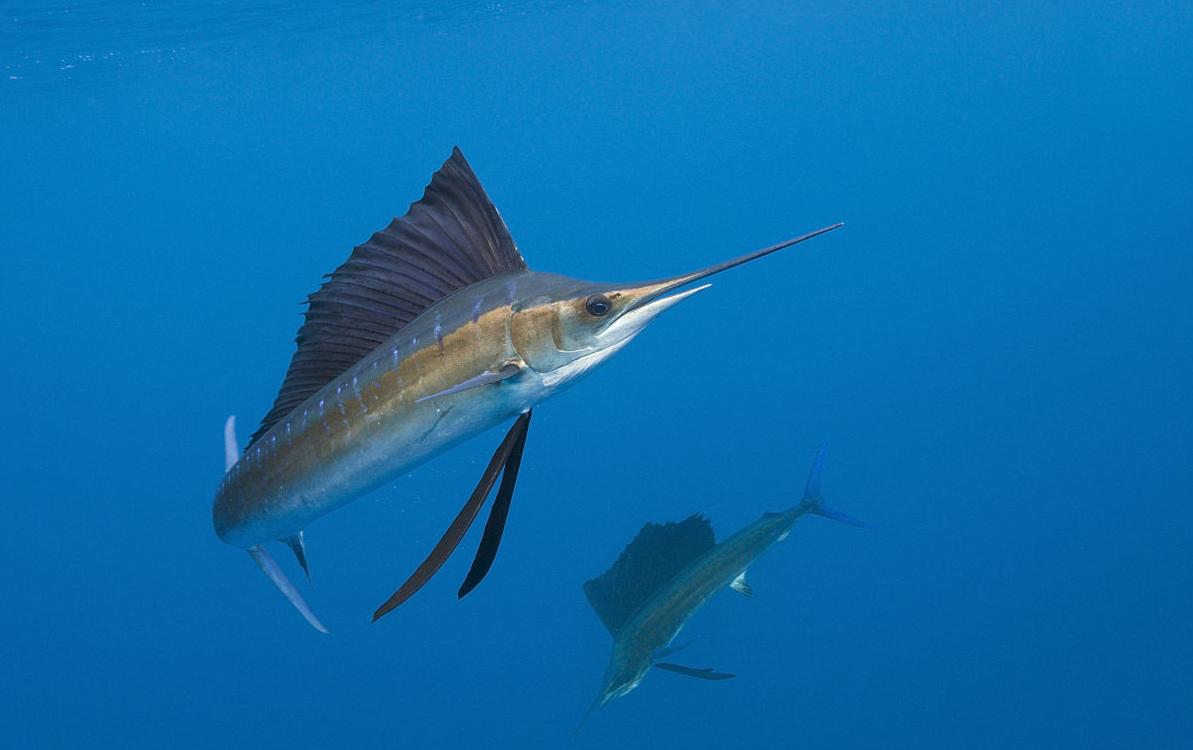 剑鱼vs旗鱼vs金枪鱼谁速度快,游得最快的海洋动物旗鱼
