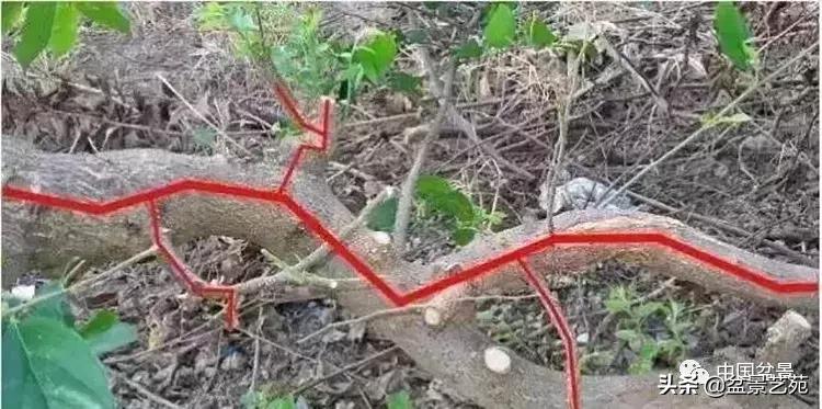 最简单的金奖盆景,金奖榆树盆景制作