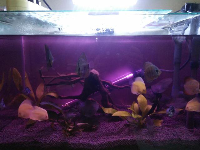 鱼缸黄水用什么过滤,鱼缸饲料黄水的处理方法