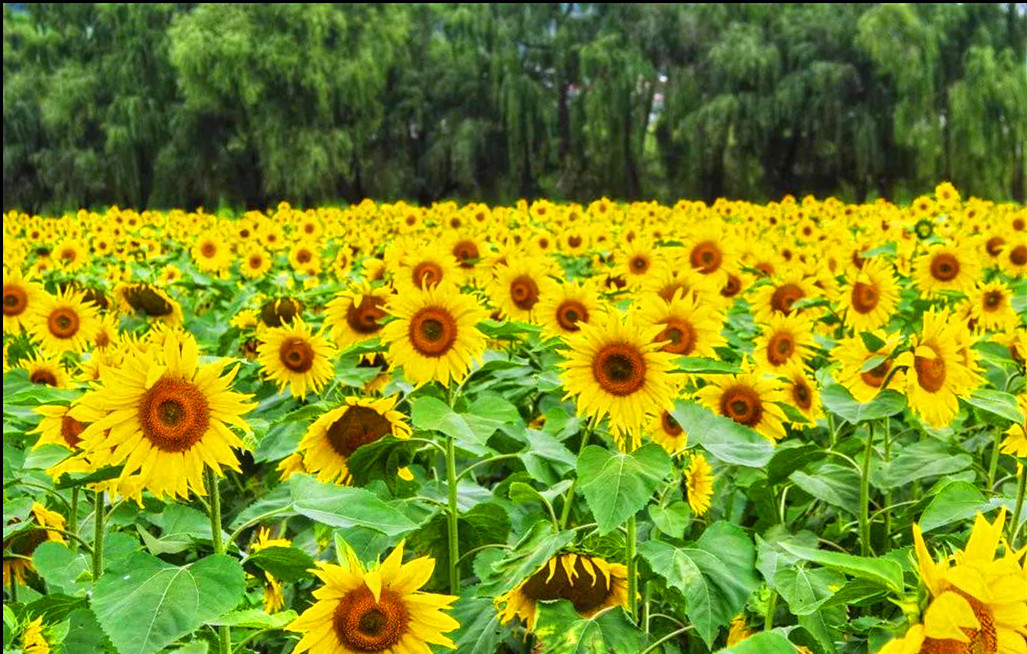 盛夏特约|金色螳螂川徒步笔架山赏向日葵花海