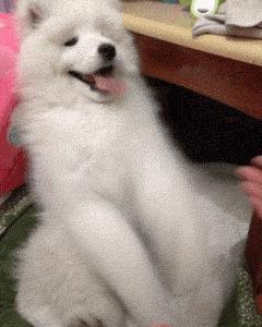 金毛哈士奇萨摩阿拉斯加,哈士奇阿拉斯加萨摩拉雪橇视频