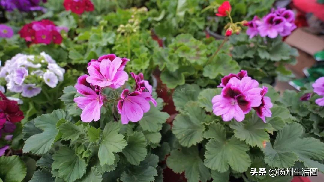 2元花盆批发,2元左右的花盆