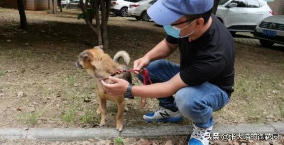 主人因新冠疫情离世,狗狗苦守医院3个多月!堪称现实版忠犬八公