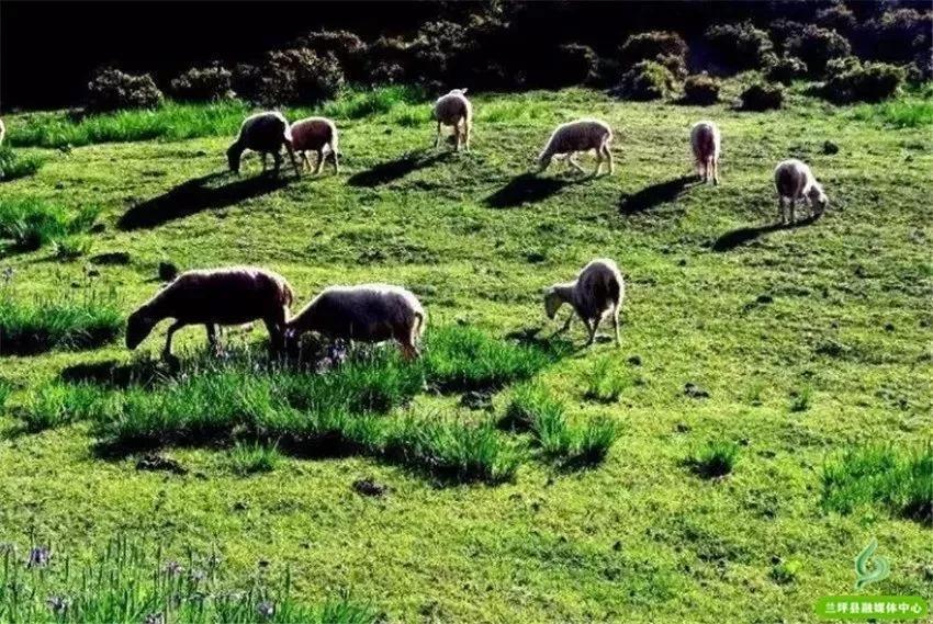 鍏板潽鍗拌薄,鍏板潽涔″湡鍗拌薄