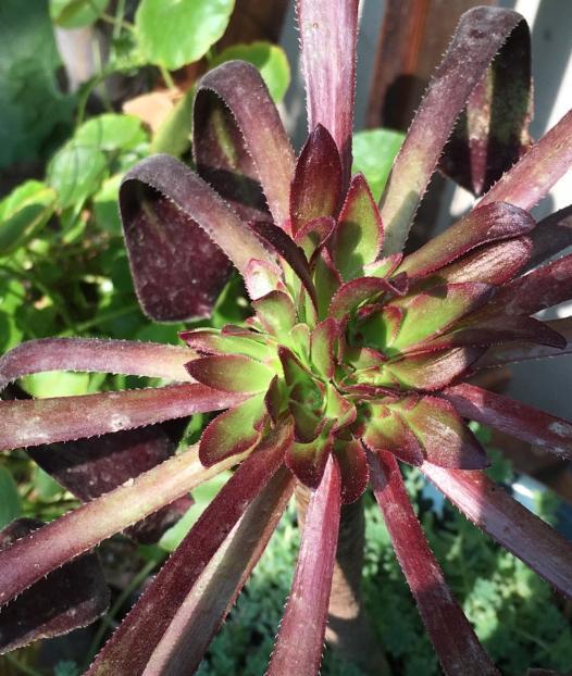 黑法师砍头后侧芽都开花了,黑法师太高了如何砍头