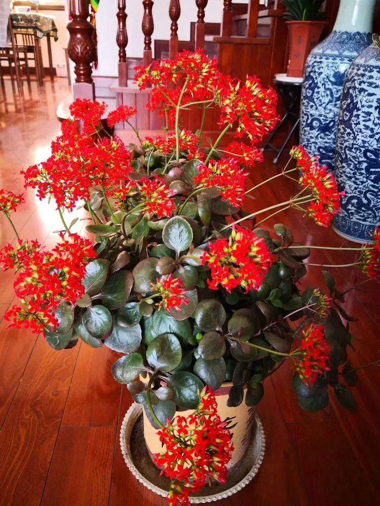 一花一世界多肉园艺,一花一世界一叶一菩提多肉植物