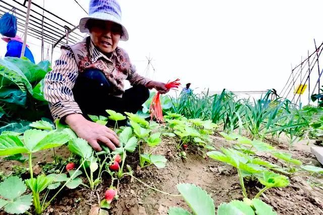 【FENG娱】永定河畔租个“私家菜园”,享受农忙乐趣,体会丰收喜悦!