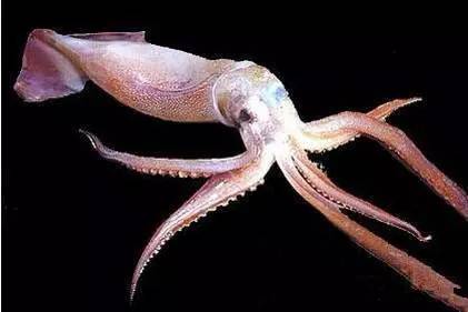 海鲜大全,最全海鲜冷知识