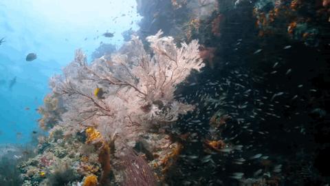 豆瓣2.5分神作,豆瓣9.5分的神作不该如此小众