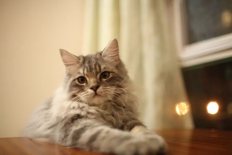 母猫分娩可能遇到的危险,猫产房猫咪怀孕待产