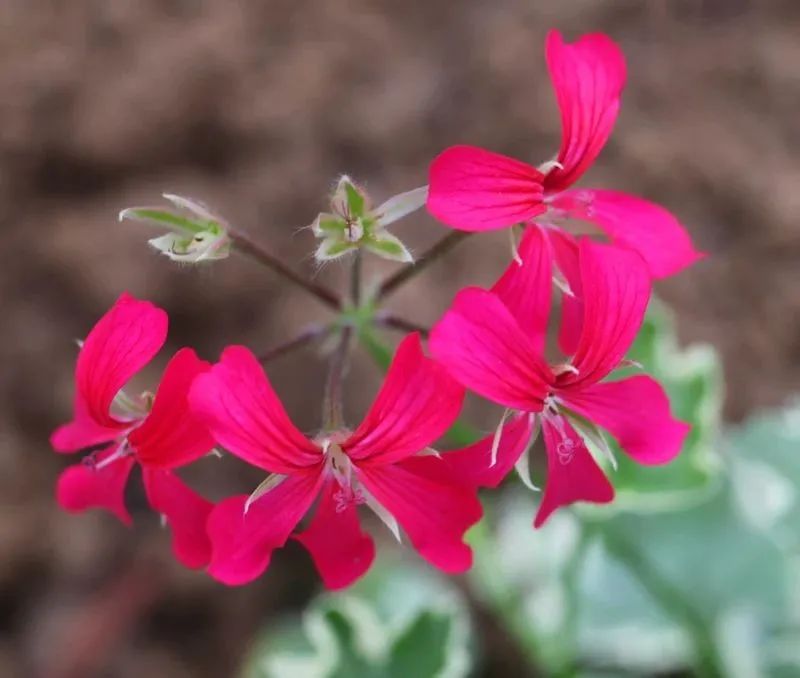 这种花别乱浇水水越多越不开花,这种花不怕冷好养易活