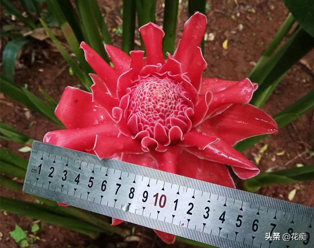 什么花开得好看又好养,开花非常好看且又好养