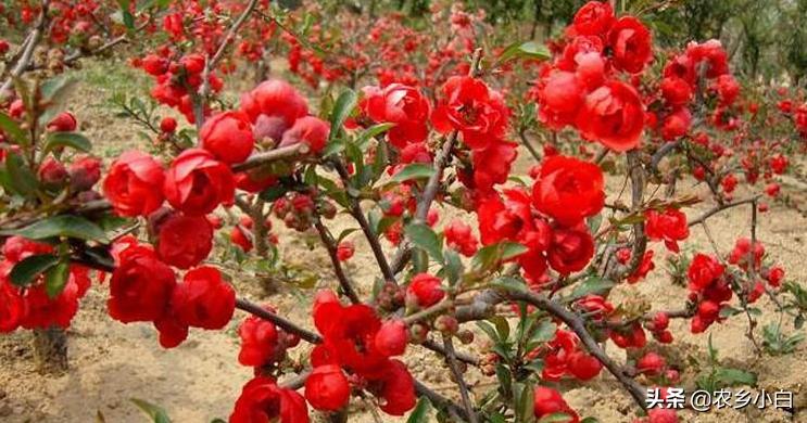 海棠怎么养护才好看,海棠的正确养护方法