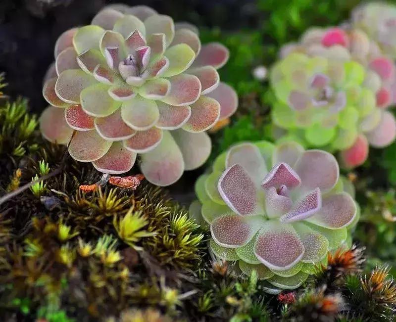 适合室内养的50种植物驱蚊,适合家里养的驱蚊的植物