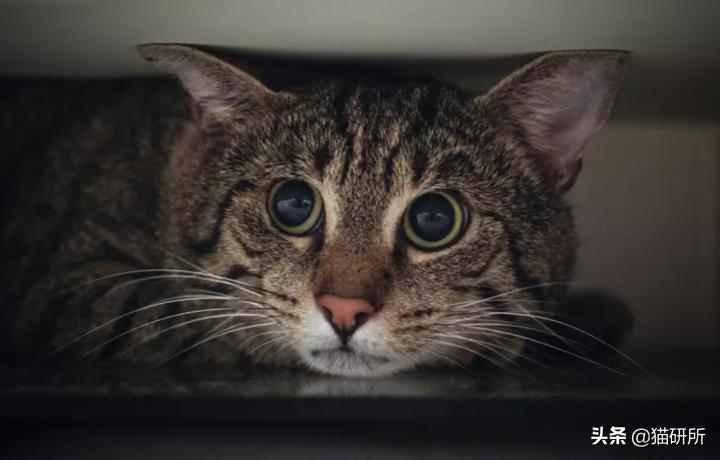 猫咪老是把屎踩的到处都是,猫咪踩屎在脚上