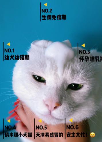 小宠肤可安怎么给猫咪洗澡,肤可安猫咪