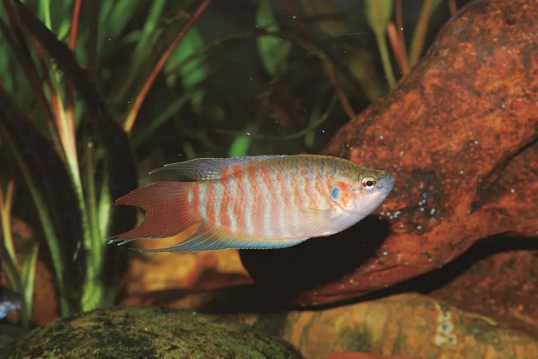 各种淡水鱼你认识吗,淡水鱼的种类你认识几种