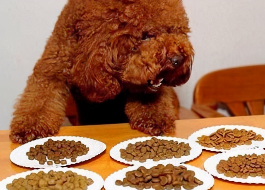 泰迪犬挑食怎么办,泰迪犬老是啃牙怎么回事