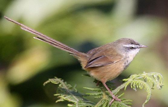 东江揽胜,惠州淡水常见鸟类图谱