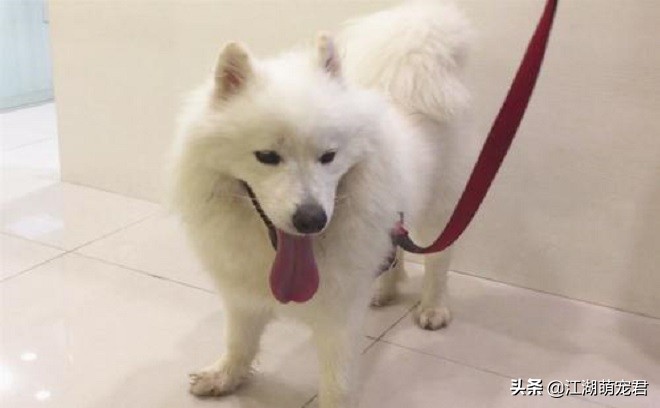 养了狗后我的苦恼,萨摩有4大缺点