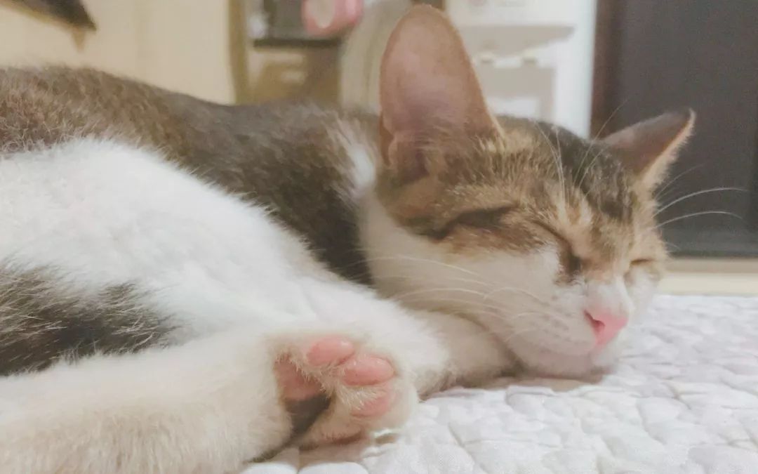 如何判断猫咪发烧,如何判断猫咪发了情