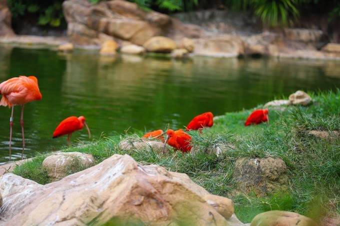 玩转珠海酒店,玩转珠海长隆全攻略