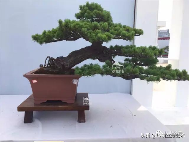 鎺㈡灊妞嶇墿,鎺㈡灊