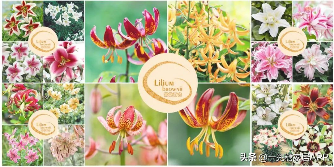 春天花会开|这20家植物淘宝店，植物杀手看了也想买！