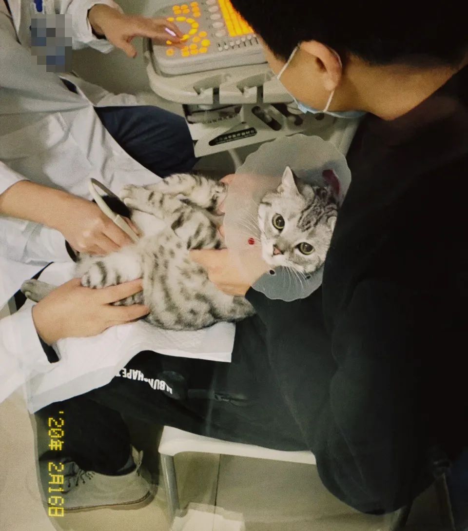 小佩饮水机3代漏电吗,小佩宠物饮水机真的有用吗