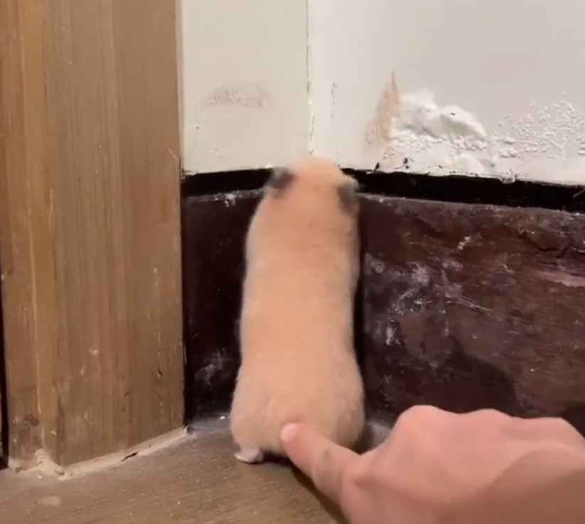 被戳吓一跳的仓鼠,仓鼠被吓到的迷惑行为