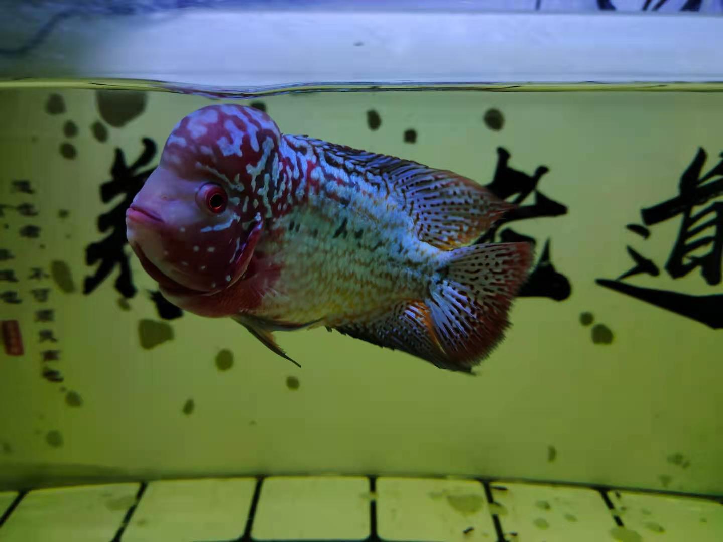 购买鱼饲料，不是只去关注营养成分，需要参考、观察很多问题