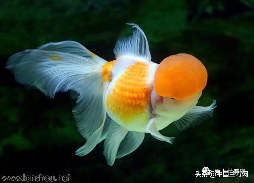 国宝级皇冠珍珠金鱼视频,皇冠珍珠金鱼视频