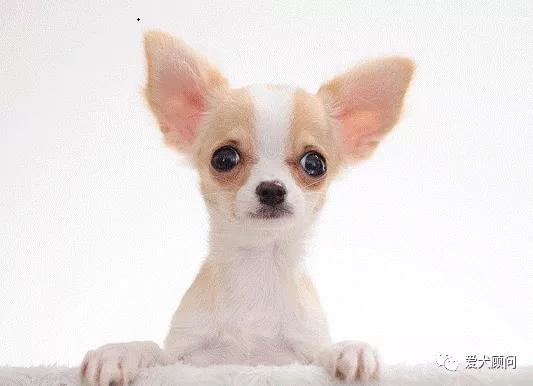 狗狗扰民被投诉怎么办？别慌！赶快学习这几种方法！