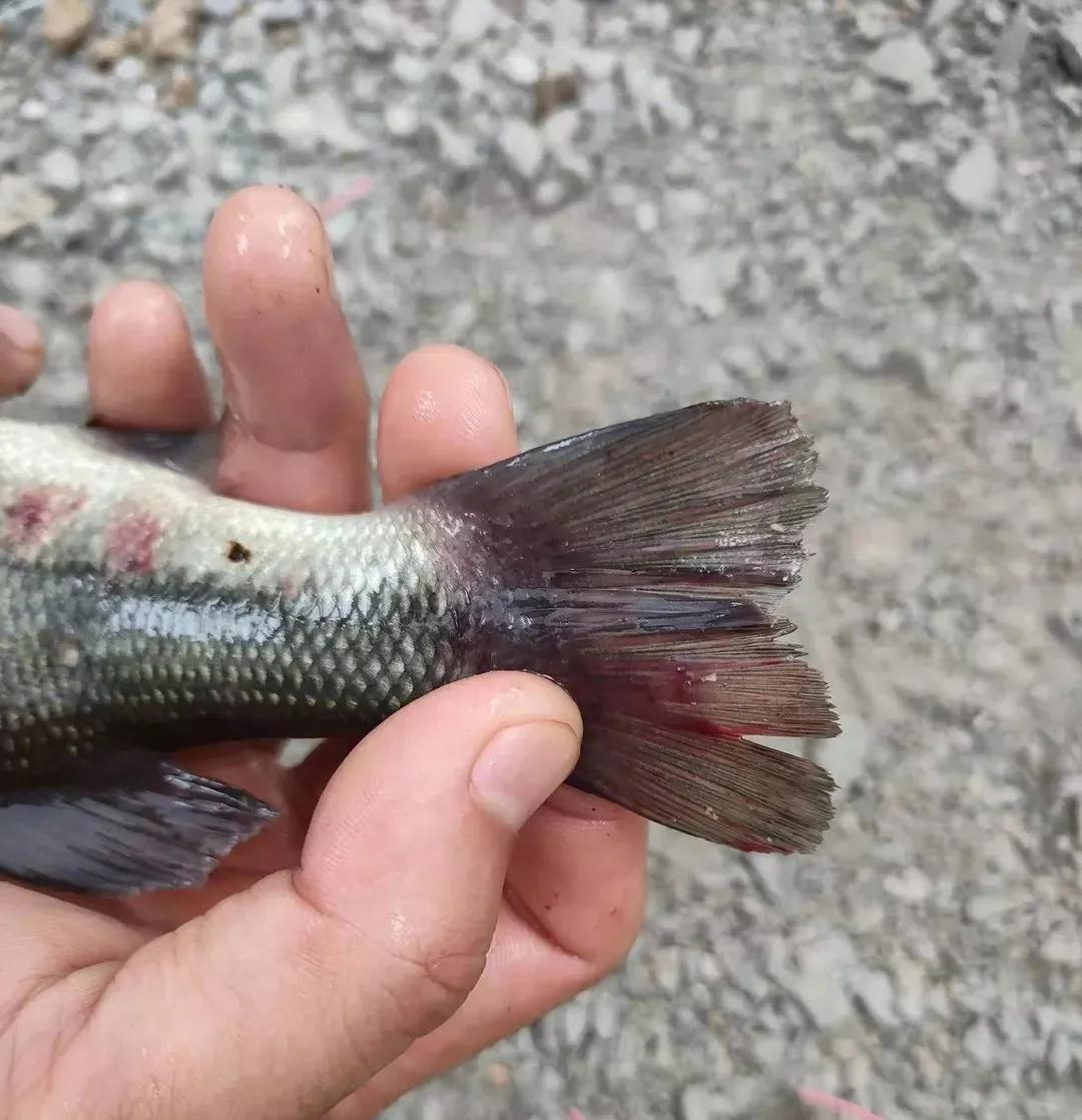 加州鲈烂身的危害,加州鲈烂身不容易愈合