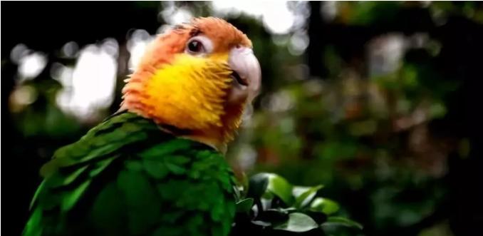鹦鹉学说话什么环境容易开口,三个月左右的鹦鹉怎么训练说话
