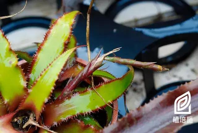 姬凤梨水培最简单的方法,姬凤梨的养护方法