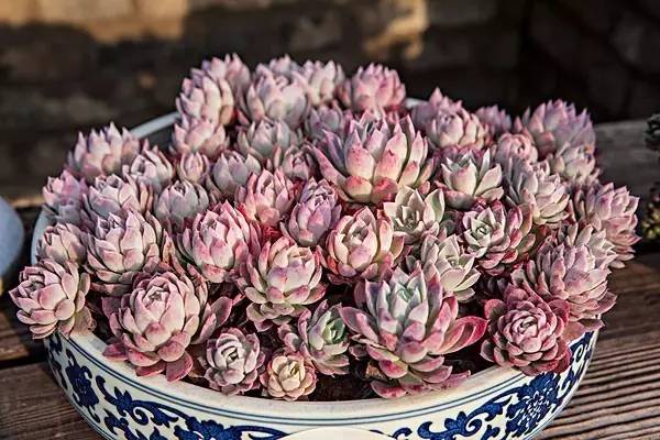 多肉植物树冰怎么养,多肉冰梅度夏注意事项
