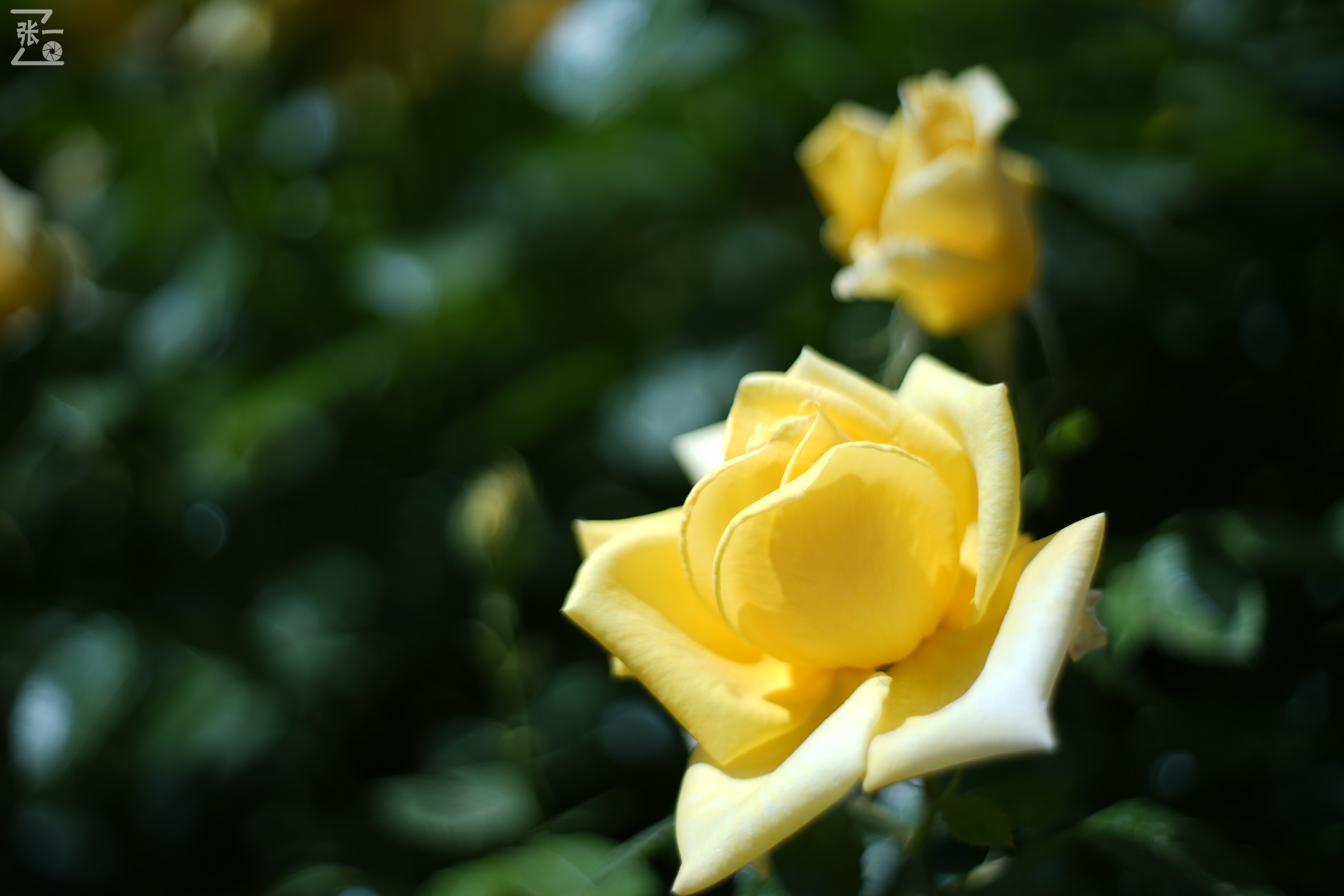 凤凰国产50mm镜头,凤凰索尼e口镜头