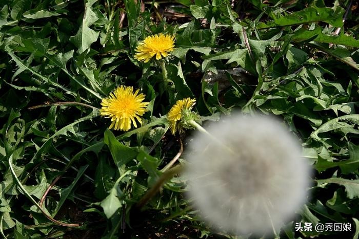 农村这个菜比猪肉还好吃,有一种红色野菜炒鸡蛋很好吃