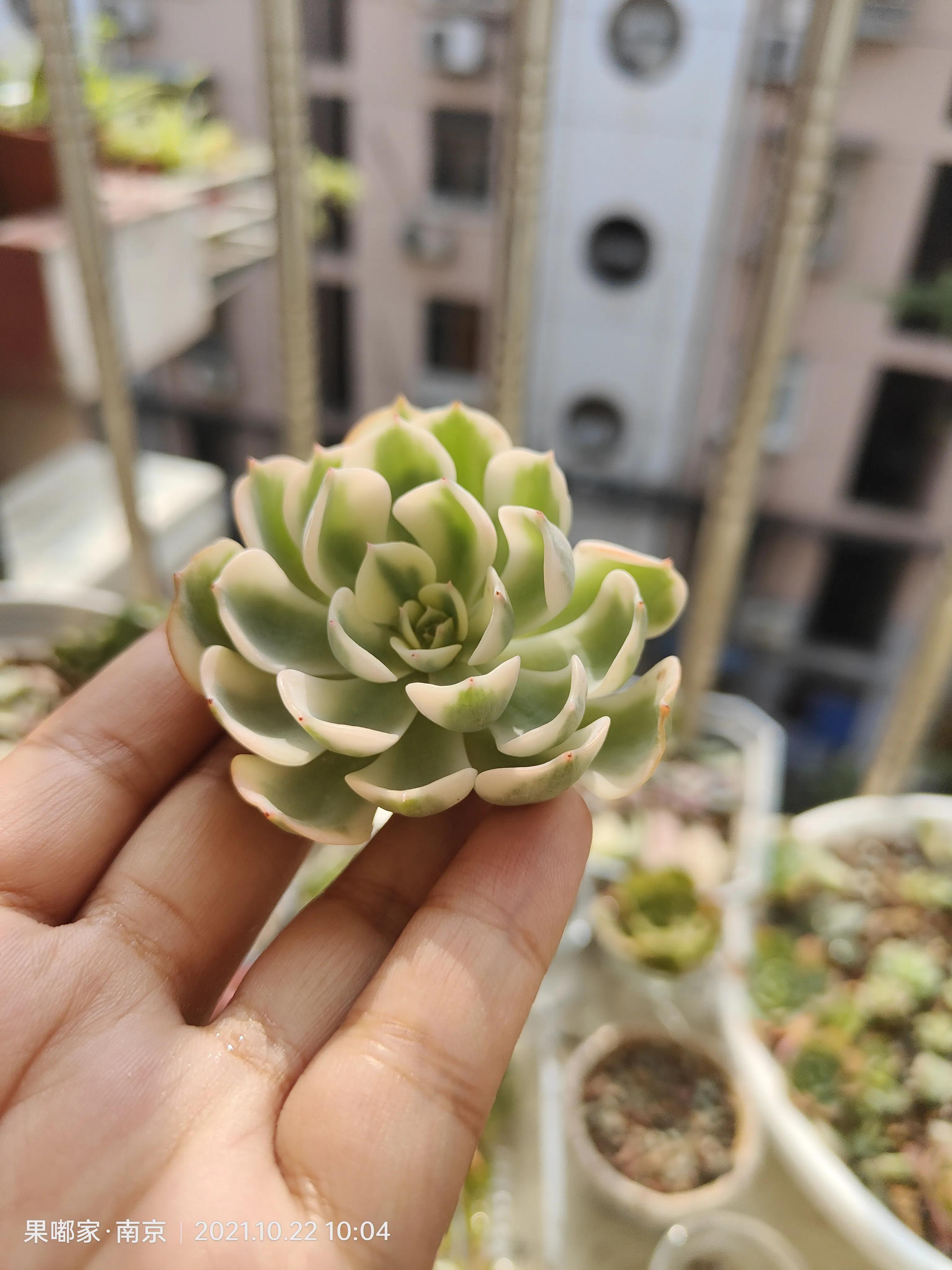 肉肉变美的季节到了,怎么把肉肉练精致