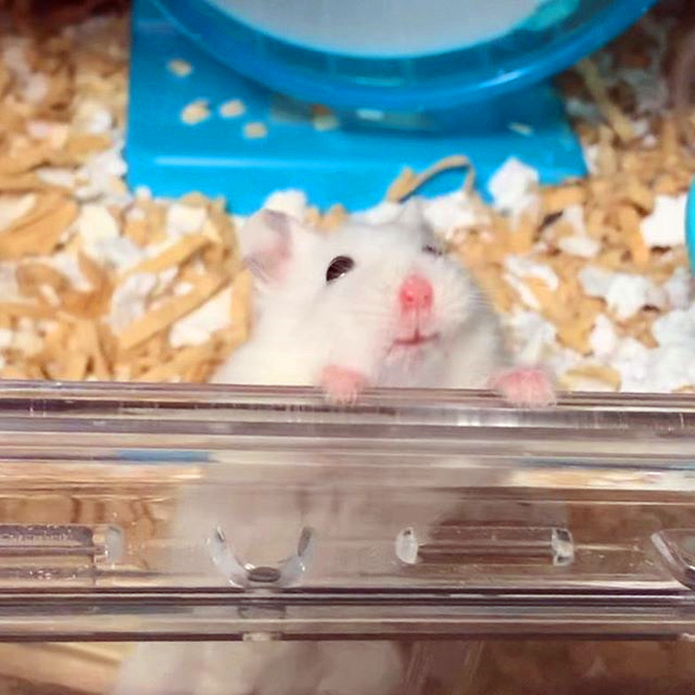 如何才能让仓鼠远离老鼠,怎样消除仓鼠对主人的警惕性