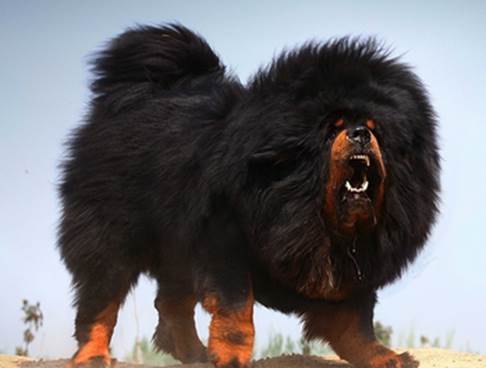 土狗不土田园犬,土狗真的不土吗