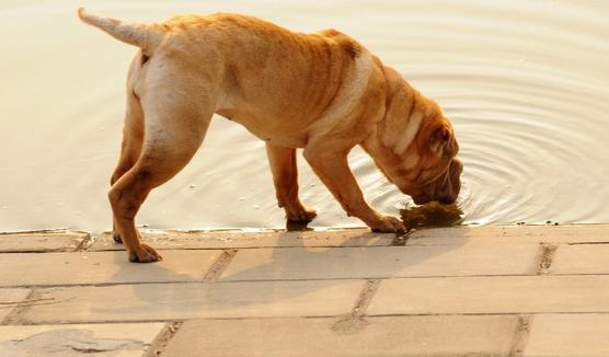 狗狗大量饮水会导致吐黄水吗,狗狗晚上喝水特别频繁是怎么回事
