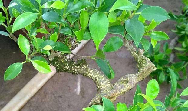 卫生间有异味净化器推荐,卫生间最好除臭物是什么