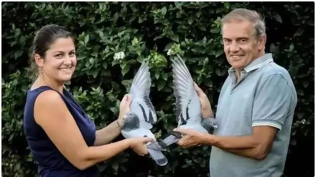 鸽子比赛得奖的鸽子能值多少钱,一羽信鸽多少钱一只