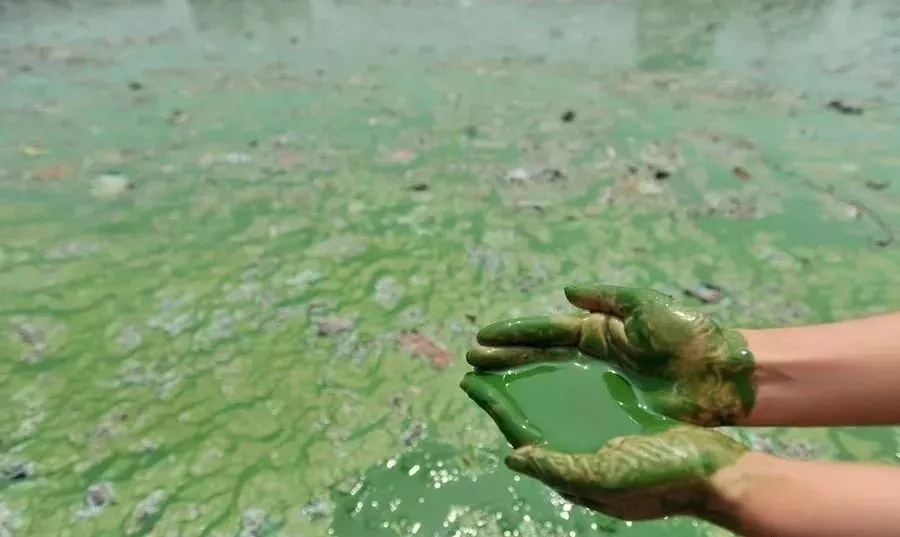 正常的水藻是什么样子的,哪种水藻最好用