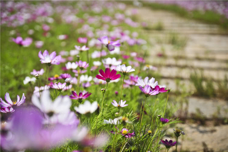 灵山小镇拈花湾樱花,无锡拈花湾樱花开