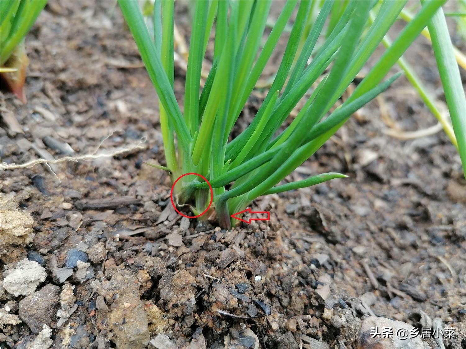 四季小香葱长得细怎么办,香葱高温时节怎么管理