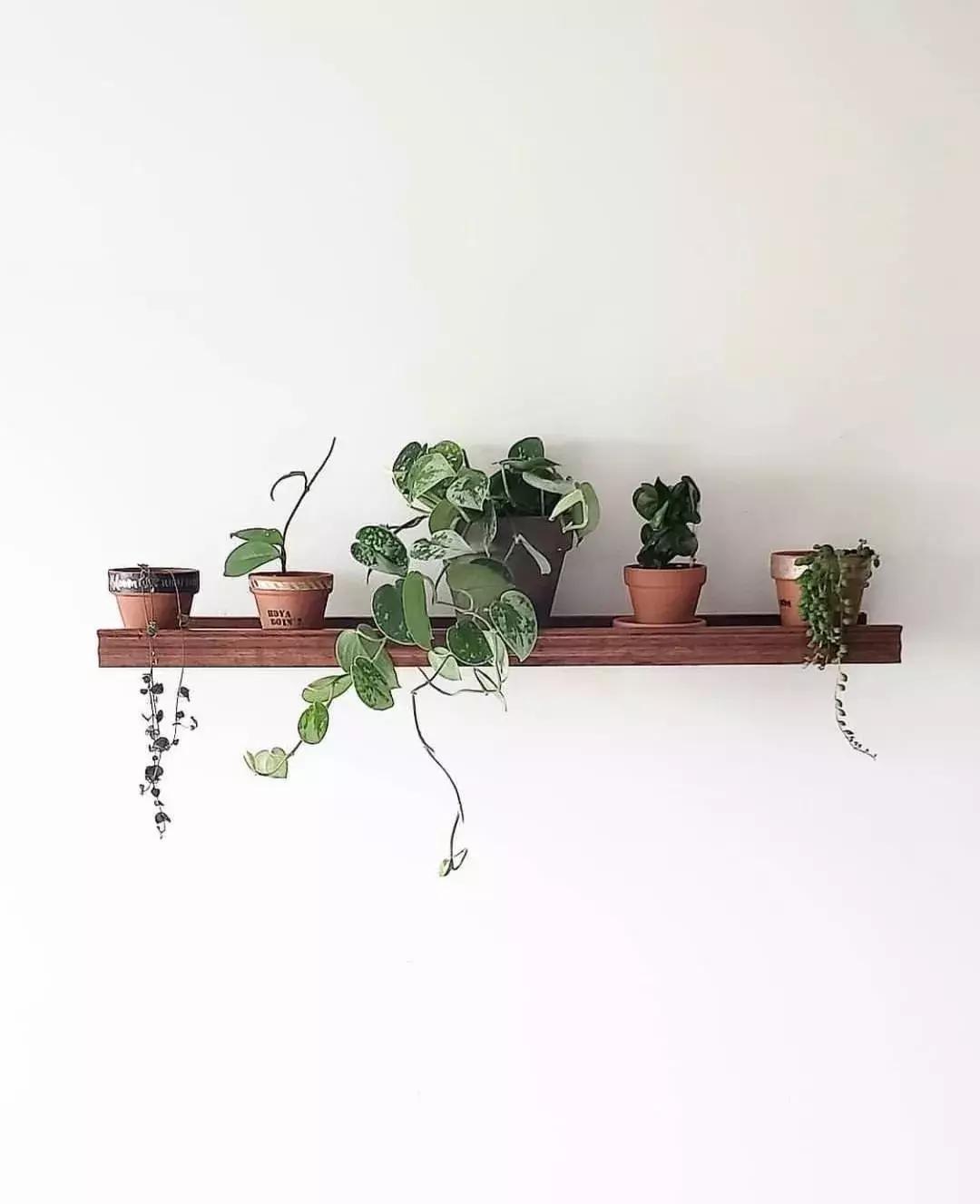 对猫咪无害的绿植花卉,猫咪禁忌养的植物