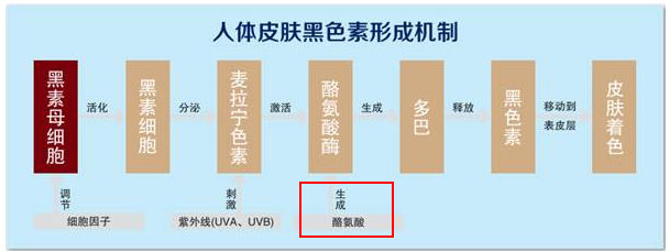 脖子被太阳晒黑了怎么才能变白,被太阳晒黑怎样变白女生